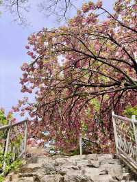 💗🌸창원 겹벚꽃 명소 창원에서 젤 이쁜 곳🌸💗