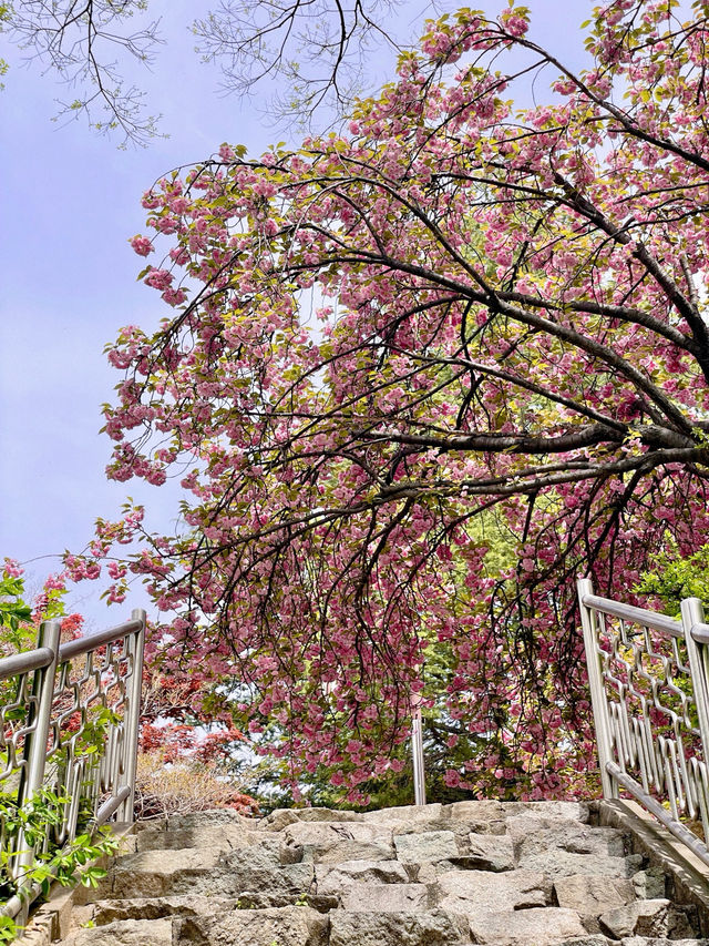 💗🌸창원 겹벚꽃 명소 창원에서 젤 이쁜 곳🌸💗