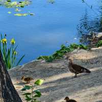 「白登河濕地公園：春季賞花，戶外活動的絕佳去處」