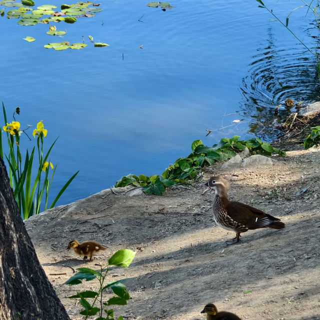 「白登河濕地公園：春季賞花，戶外活動的絕佳去處」