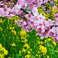 【伊豆・河津町】河津桜