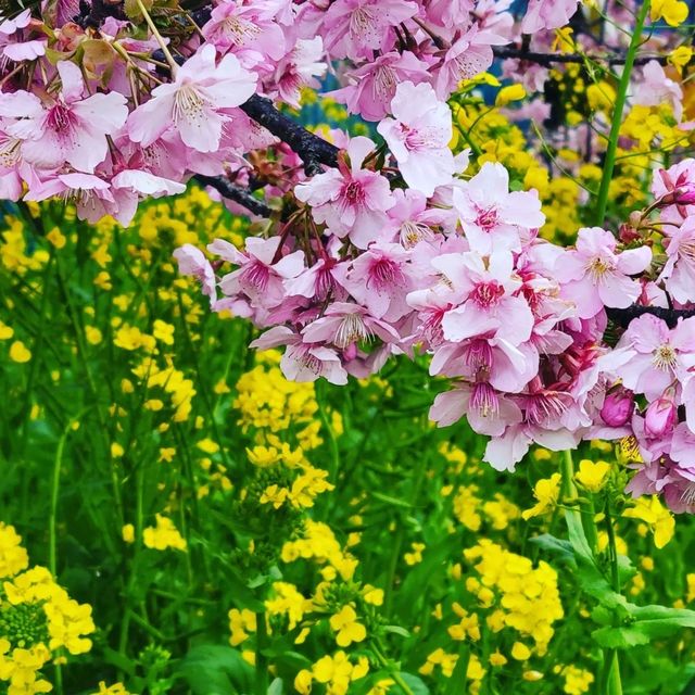 【伊豆・河津町】河津桜