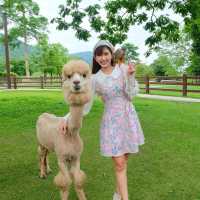 AlpacaHill สวนสัตว์ที่น่ารักสุด ๆ ในสวนผึ้งค่ะ