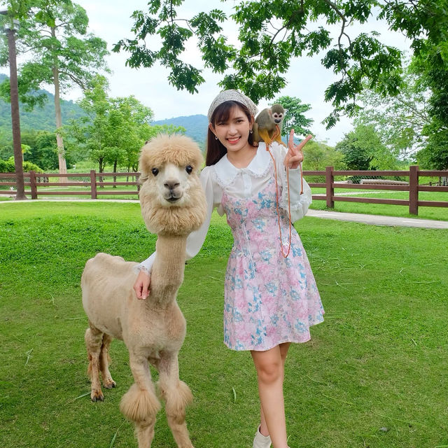 AlpacaHill สวนสัตว์ที่น่ารักสุด ๆ ในสวนผึ้งค่ะ