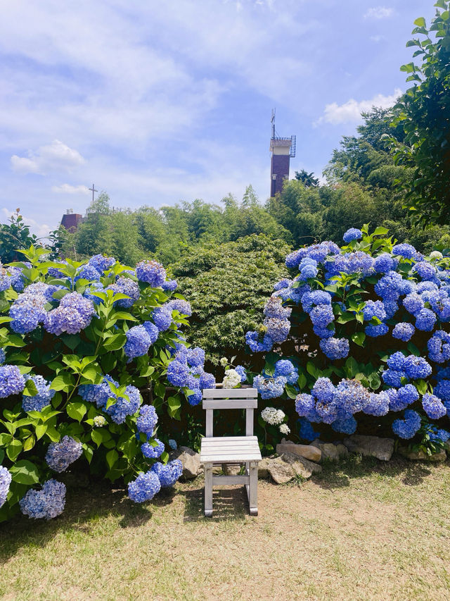 💙파란 수국이 한가득한 이곳 앵지밭골 그집 카페입니다💜