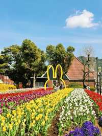 【絶景】まるで春のヨーロッパ🌷100万本のチューリップ祭2024✨️