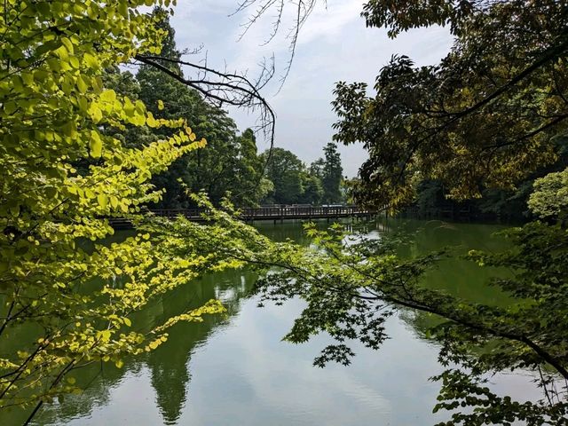 日本東京-夏日消暑好去處：井之頭恩賜公園