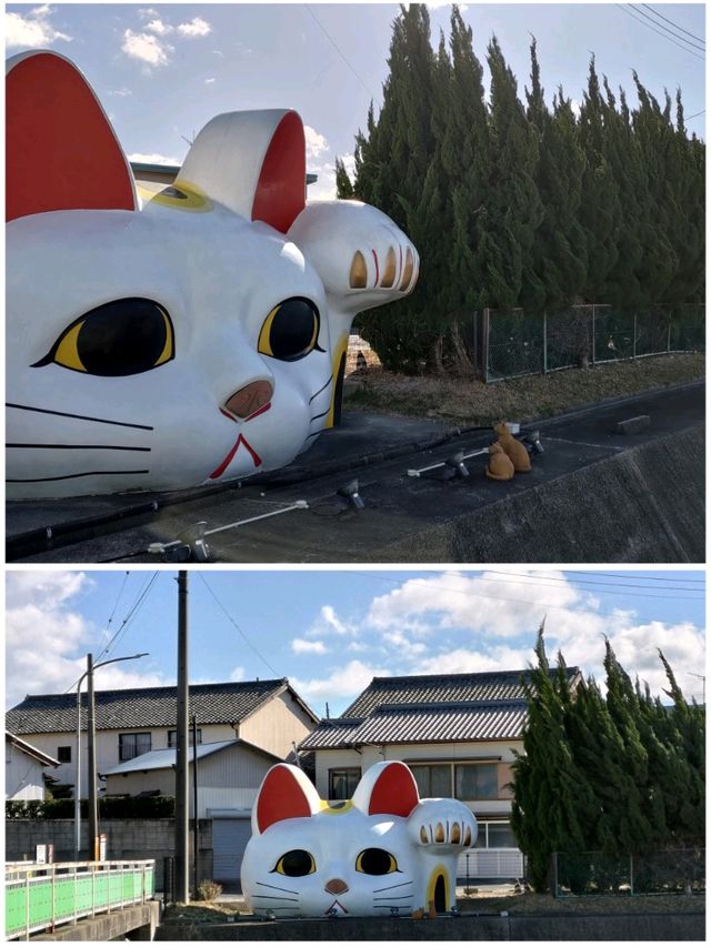為了看這隻巨貓~頭也吹甩
