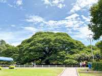 Testament of Nature’s Beauty: Monkey Pod Tree, Kanchanaburi 🇹🇭