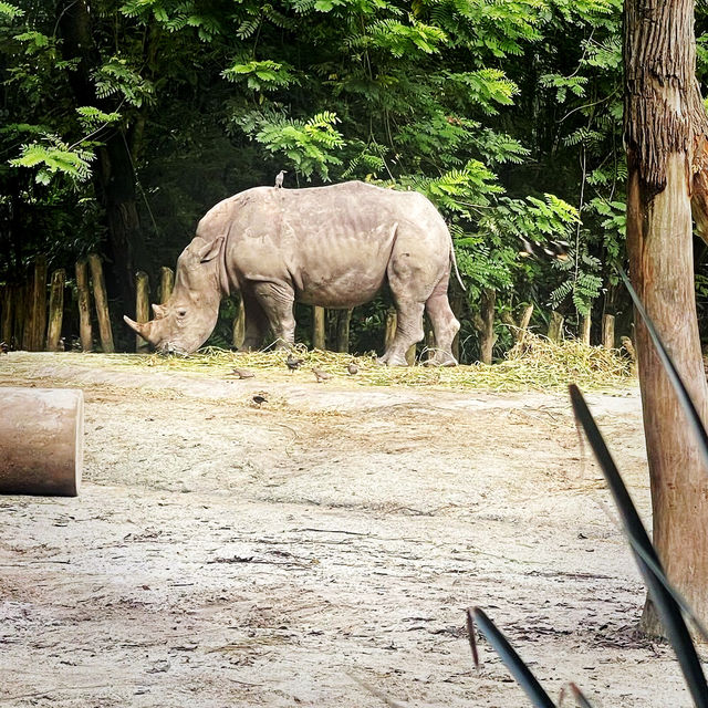 Singapore zoo