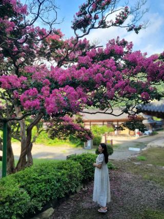 擁有 500 年歷史紫薇的忠北永同般若寺