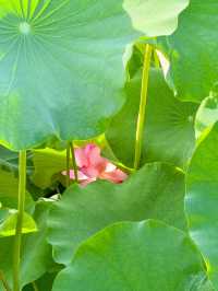 【福井 南越前町】美しいハスの花が咲き誇る「花はす公園」⛲️