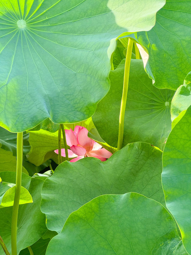 【福井 南越前町】美しいハスの花が咲き誇る「花はす公園」⛲️