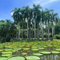 新加坡裕廊湖花園：熱帶仙境
