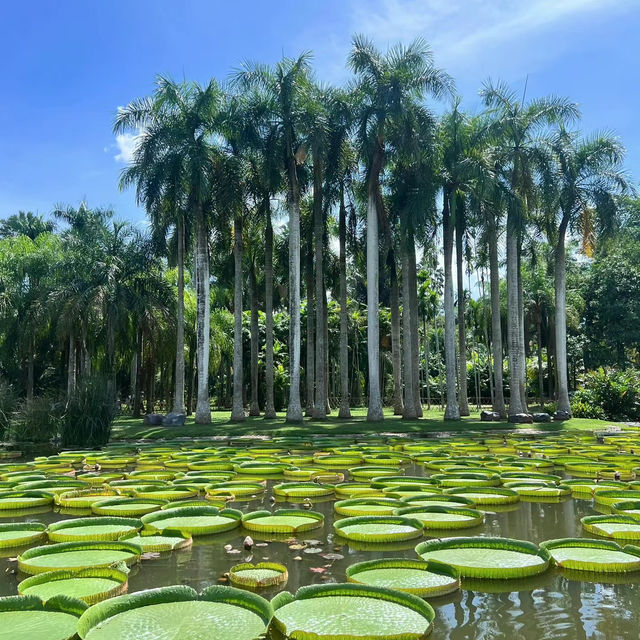 新加坡裕廊湖花園：熱帶仙境
