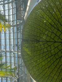 高知 / 朝ドラのモデル！牧野植物園