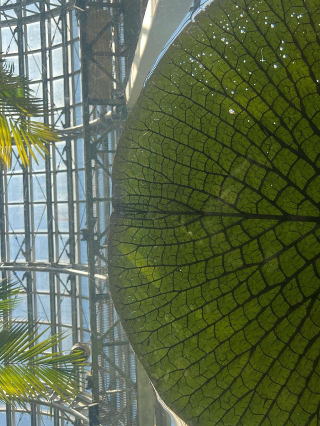 高知 / 朝ドラのモデル！牧野植物園
