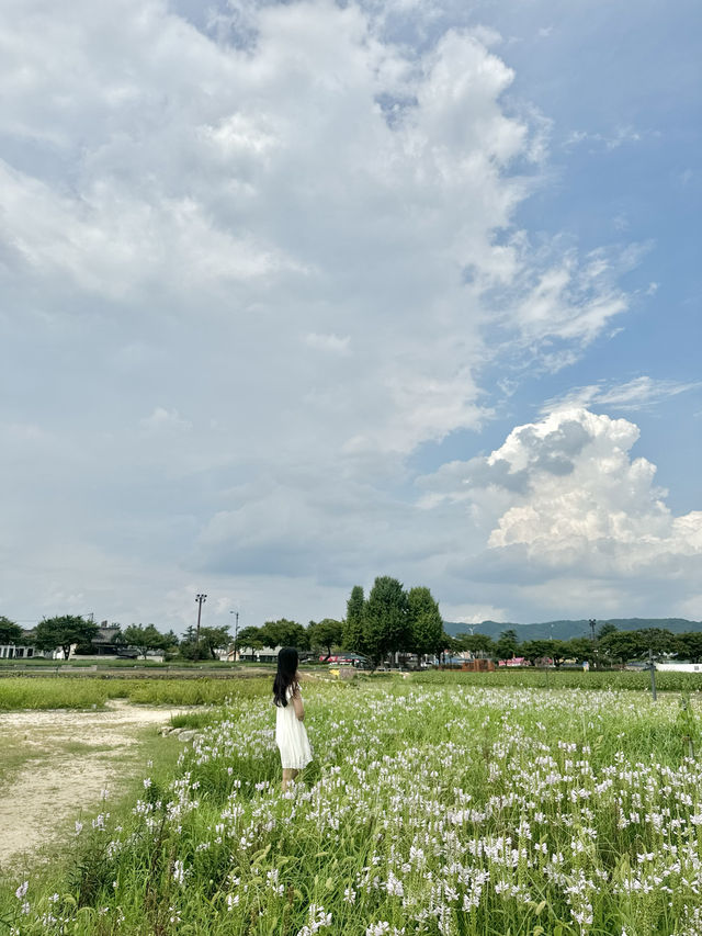 드넓은 대지에 꽃들이 한가득한 이곳! 경주 필수코스랍니다 💕