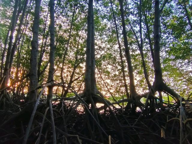 ชมป่าโกงกางสะพานรักษ์แสม