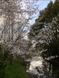 Cherry Blossoms at Gucun Park, Shanghai 🌸🇨🇳