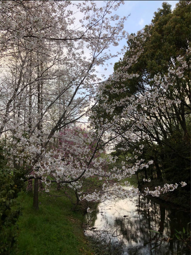 Cherry Blossoms at Gucun Park, Shanghai 🌸🇨🇳