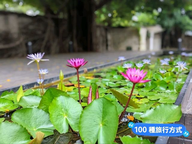 台南-來水交社日式老宅品嚐眷村家常菜：老張串門