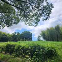 【大阪観光】雨上がりの山田池公園で夏散歩！