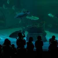 กำเงินคนละ 80 มาสัมผัสโลกใต้น้ำที่บางแสน 🦈