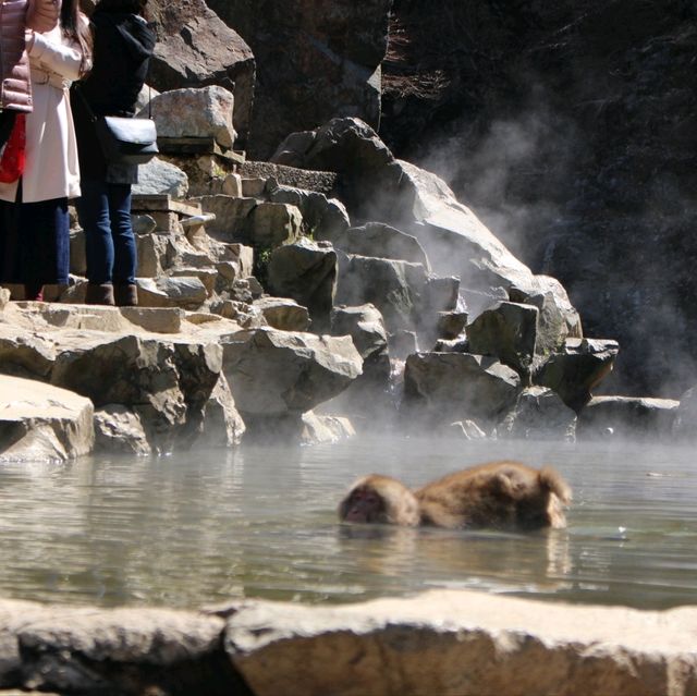 長野景點｜冬季到長野看野生獼猴泡溫泉—長野地獄谷野猿公苑