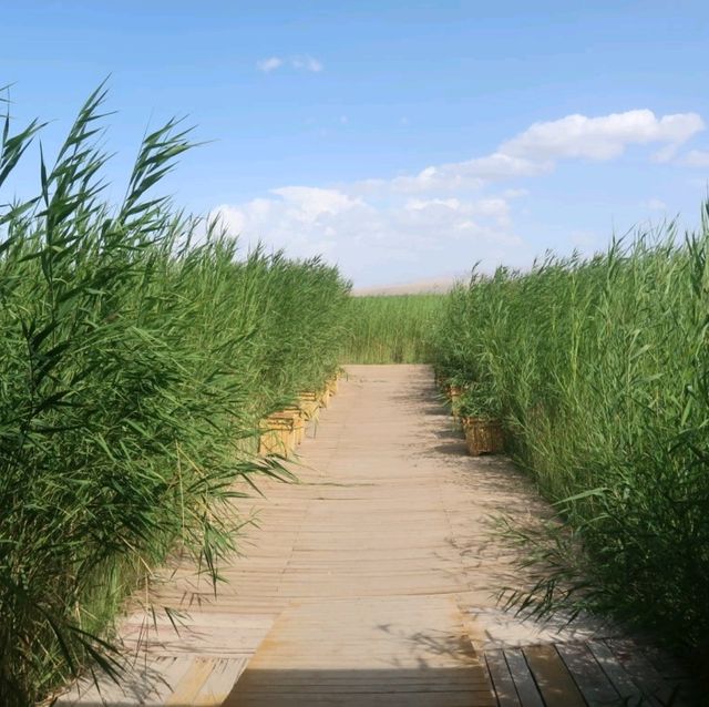 Hectars of Water Lilies and Reeds