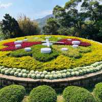 Cherry Blossom Flower Season at YangMingShan Taipei