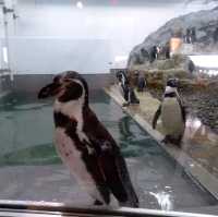 旭川景點｜日本最北、高人氣寒帶動物園—旭川動物園