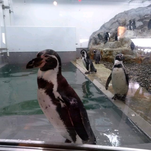 旭川景點｜日本最北、高人氣寒帶動物園—旭川動物園