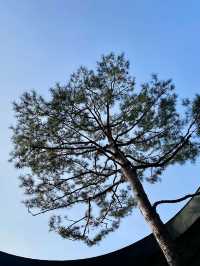 🌳🏠사진명소 곤지암 화담숲 가을에 추천해요💛