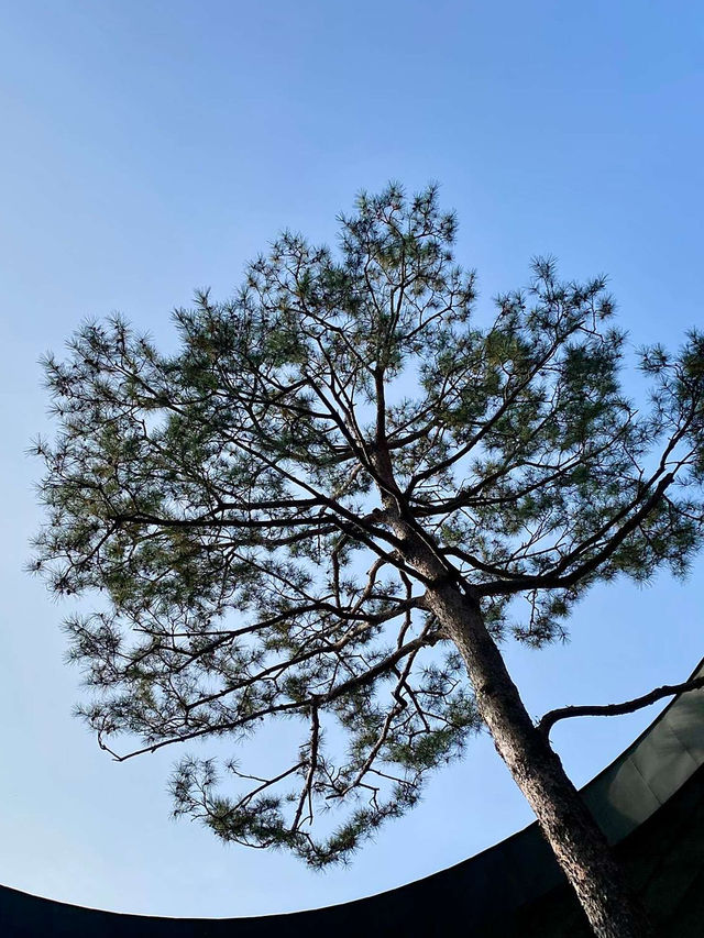 🌳🏠사진명소 곤지암 화담숲 가을에 추천해요💛