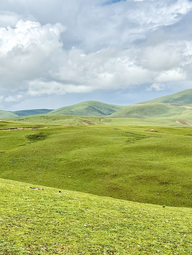 🇨🇳Walking into Oil Painting-LiTang Grassland