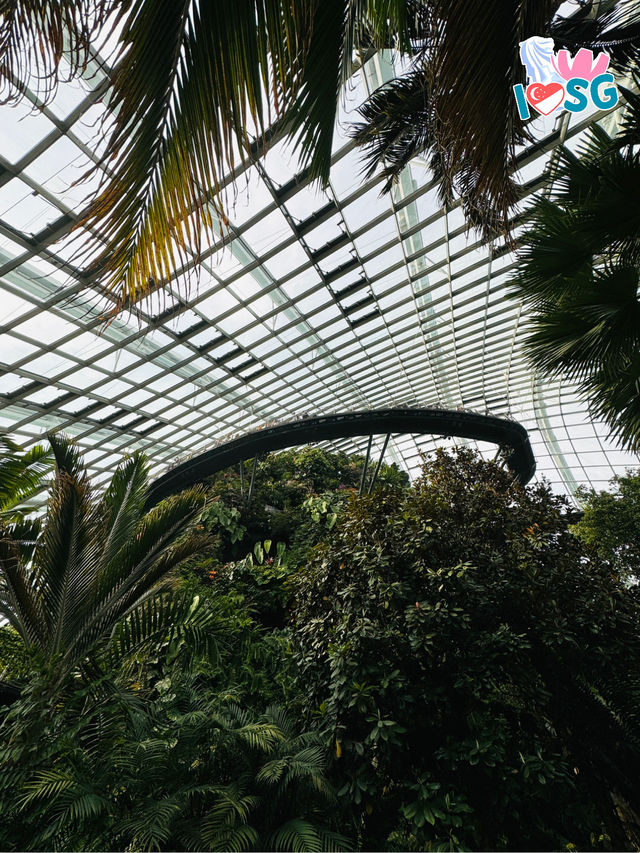 🇸🇬 Must come to Cloud Forest