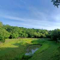 ป่าในเมือง ณ เขากระโดง บุรีรัมย์