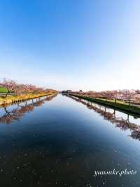 三重の桜の絶景ナンバー1 笠松ロード