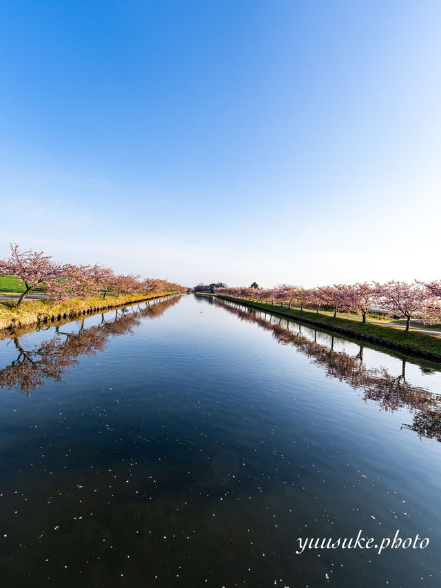 三重の桜の絶景ナンバー1 笠松ロード