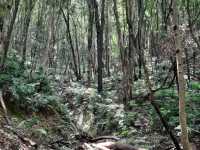「尼泊爾加德滿都國家森林公園：綠意盎然的森林徒步勝地，門票價格五百盧比」