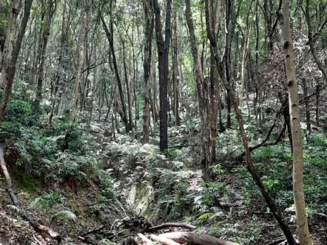 「尼泊爾加德滿都國家森林公園：綠意盎然的森林徒步勝地，門票價格五百盧比」