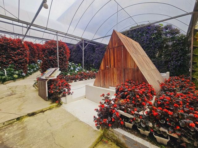 Flowers blooming at Flora Park, Cameron Highlands