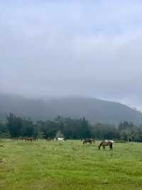 Countryside in South Africa 🐎
