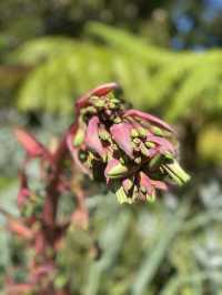 享受南半球的春天🌺🪴墨爾本皇家植物園