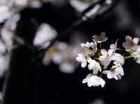 【青森/弘前】しぬまでに見たい弘前城のさくら