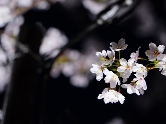 【青森/弘前】しぬまでに見たい弘前城のさくら