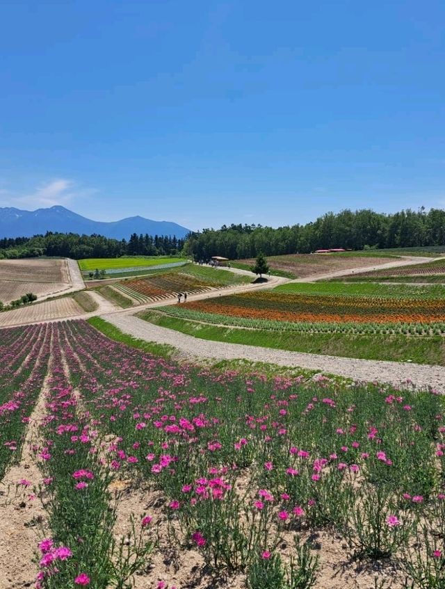 【ぜるぶの丘:北海道美瑛町】鮮やかなお花がたくさん見れるぜるぶの丘🌷
