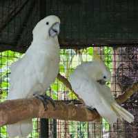 Zoobic Safari - The Jungle Outta City.