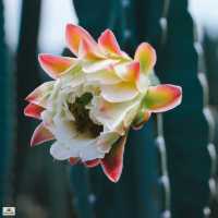 ไร่วันยังขำ จ.ศรีสะเกษ 🏜️🌵🌿